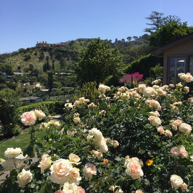 Los Angeles Rose Garden Transitional Landscape Los Angeles