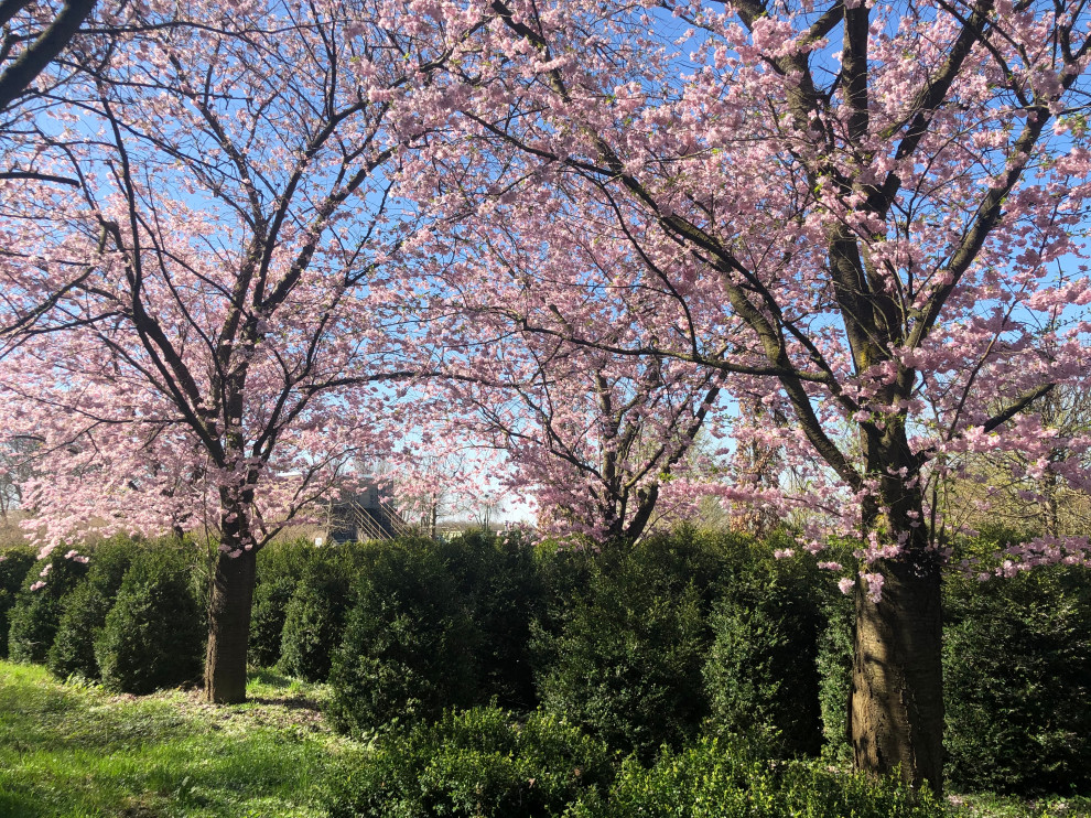 Klassischer Garten in Düsseldorf
