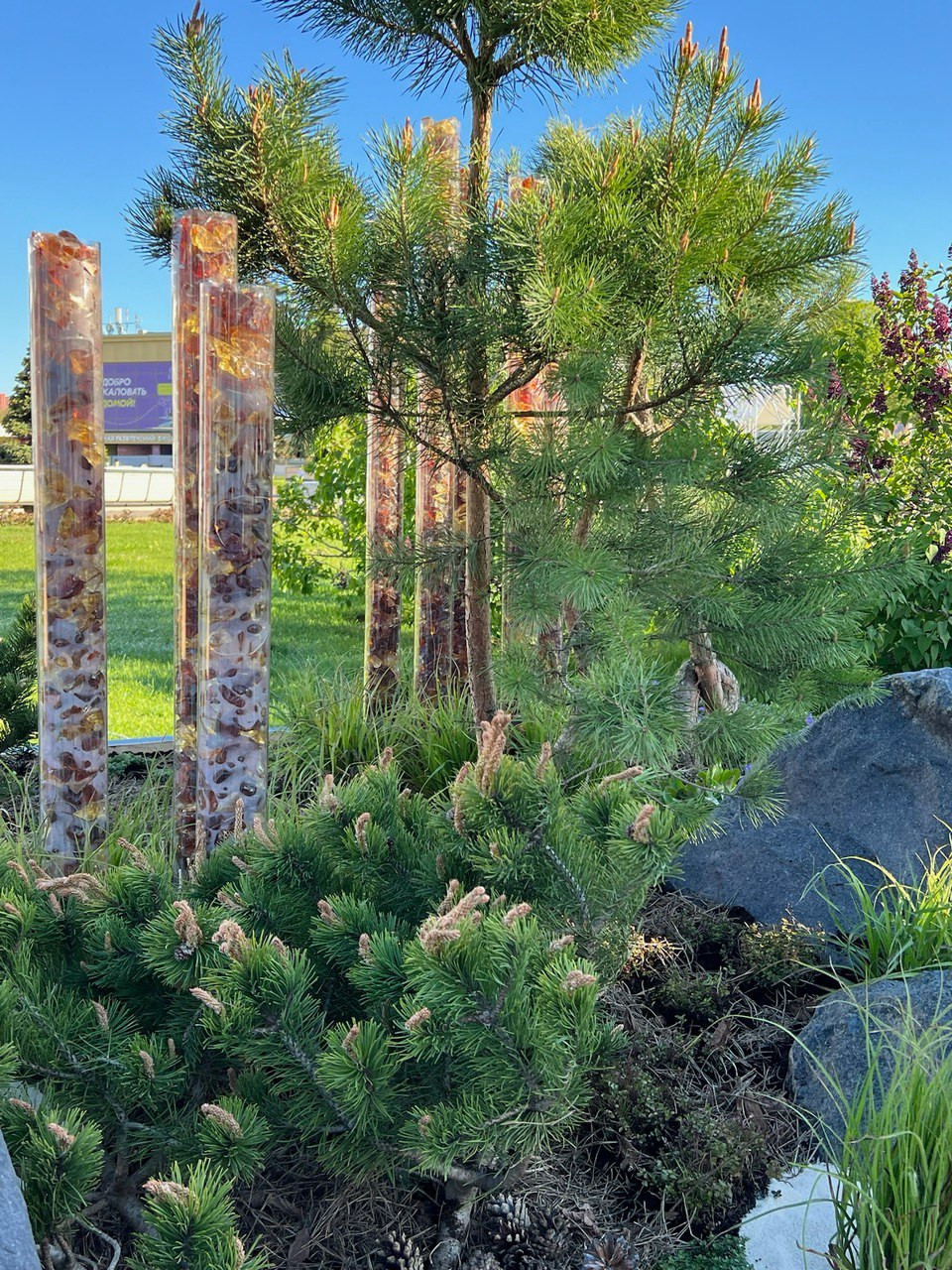 ВДНХ Фестиваль "Будущее в цветах" Калиниградская обл.