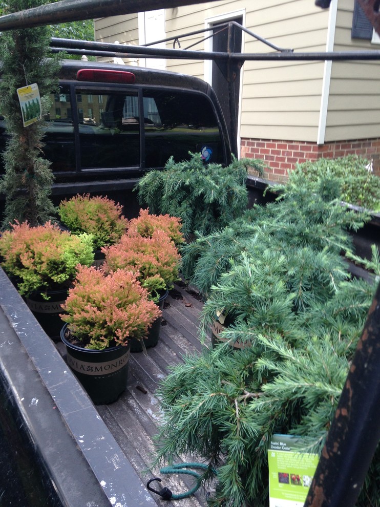 Discounted big box store plants. Should I plant them now?