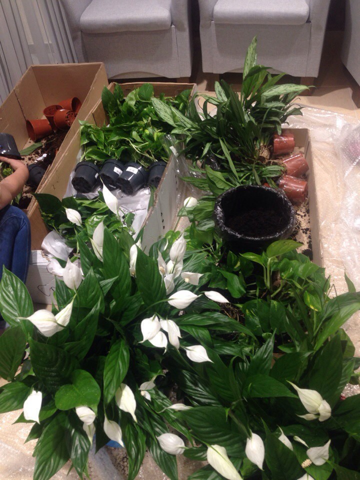 Так рождается красота