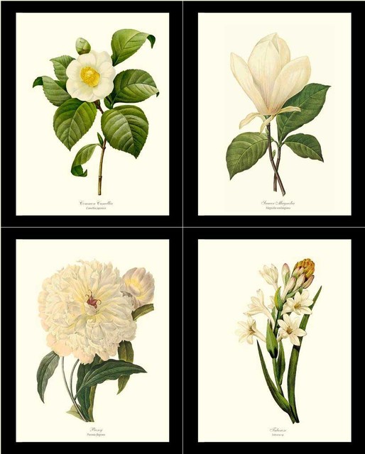 1925 Wildflower Botanical Antique Print