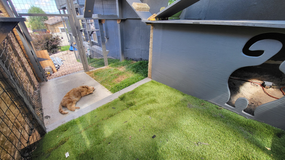 The Purr-fect Playground✨