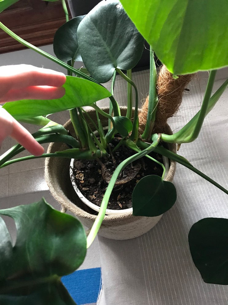 Two in One? (Monstera I'm tempted to propagate) | Houzz Forum