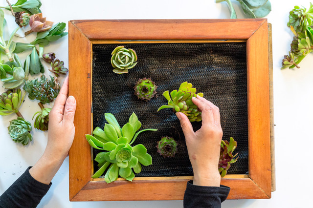 DIY : Fabriquer un cadre végétal avec des plantes grasses