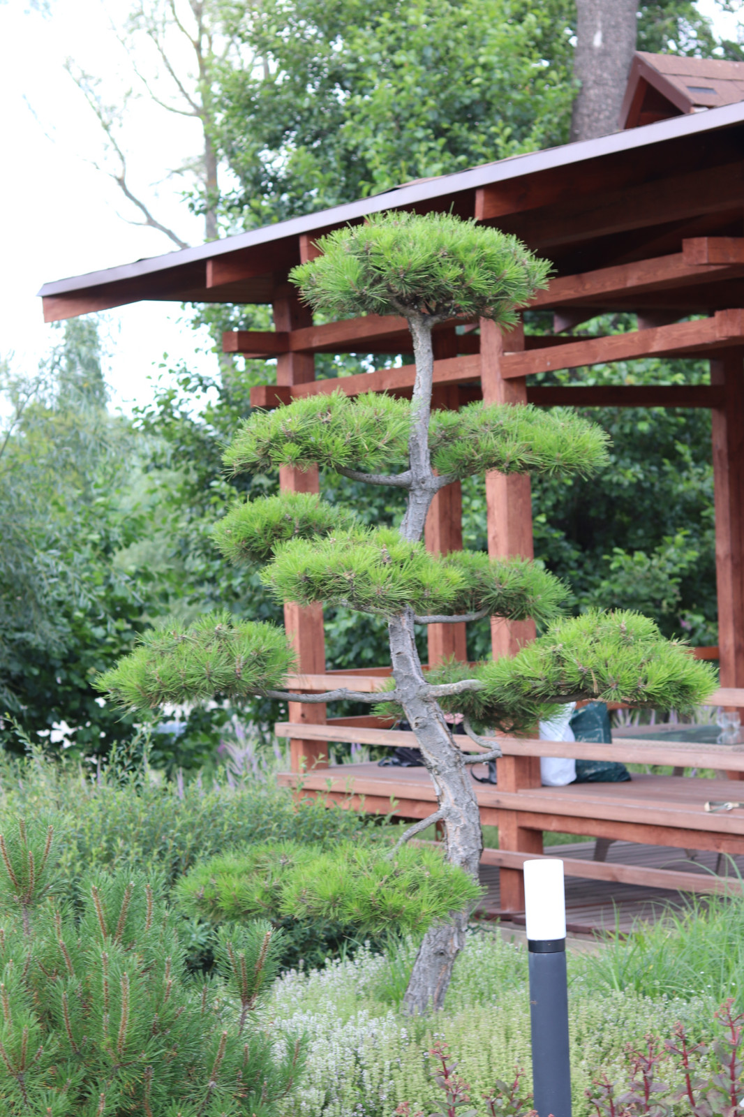 WB Берег пруда (май,июнь)