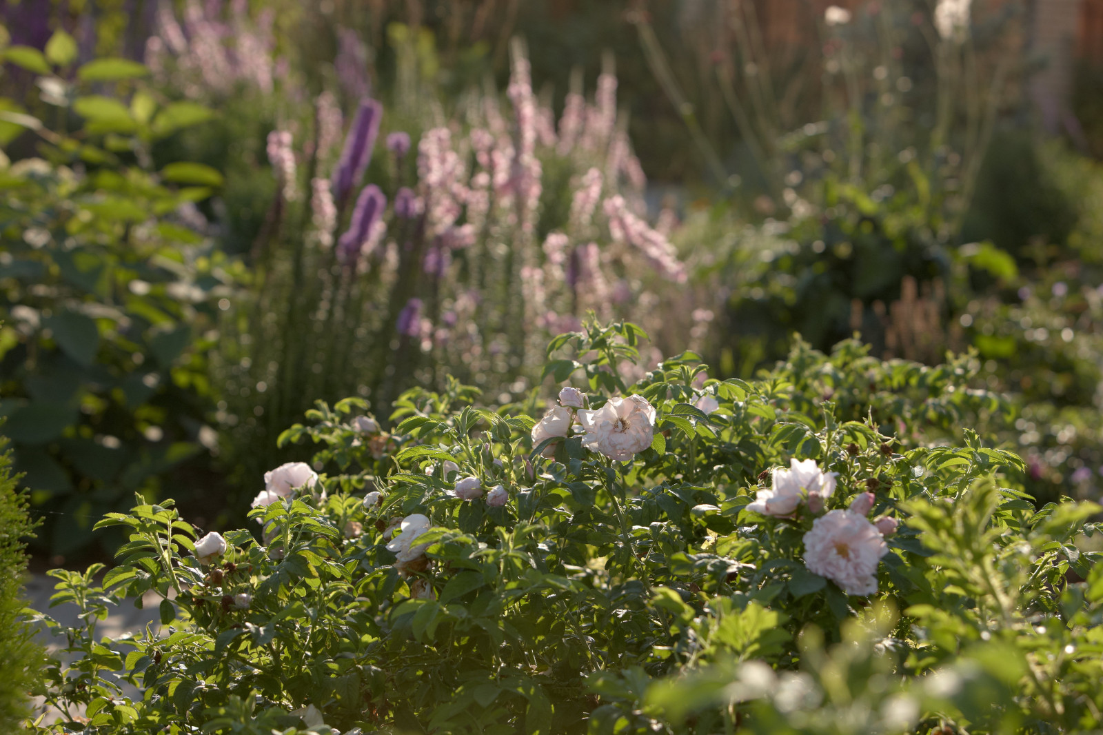 Отражение в каплях росы