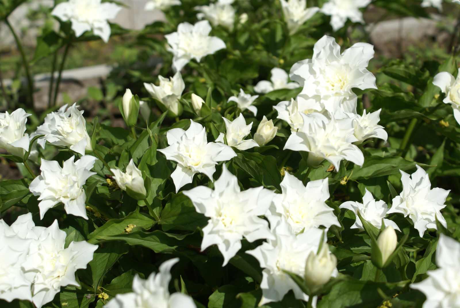 Питомник растений. Многолетние цветы