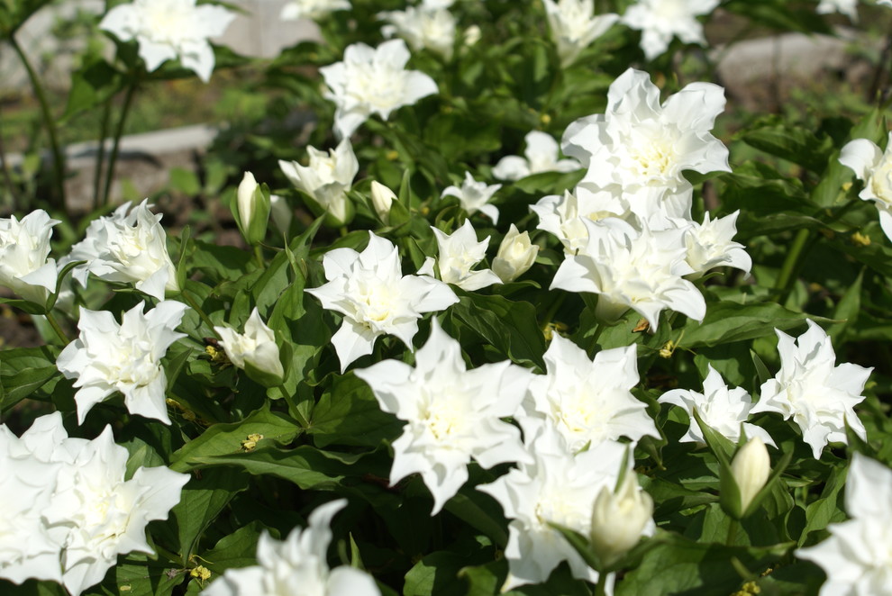 Питомник растений. Многолетние цветы