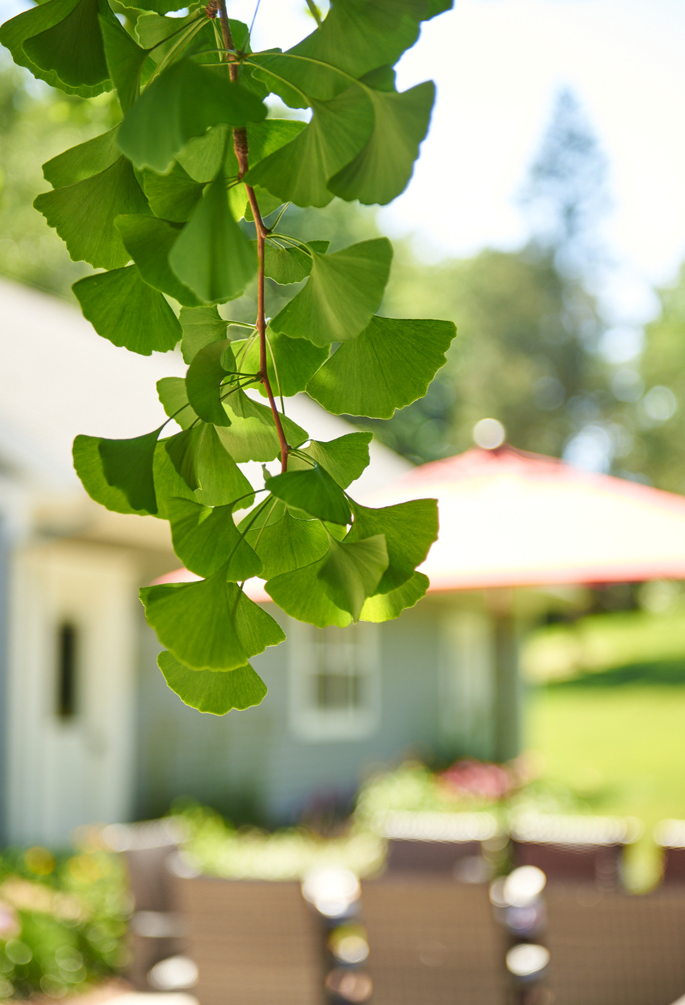 Traditional Backyard + Patio Landscape - Cedarburg, WI