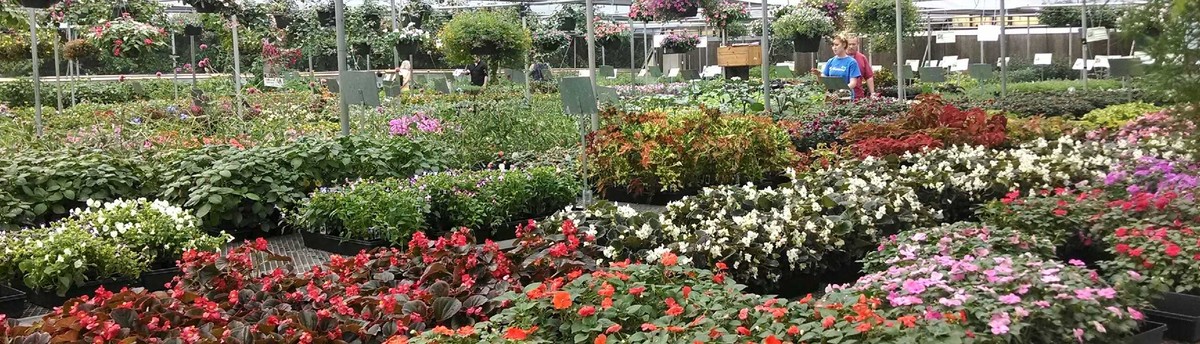 Homewood Nursery Raleigh Nc Us 27614