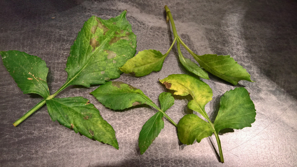 Help! My dahlias are dying!