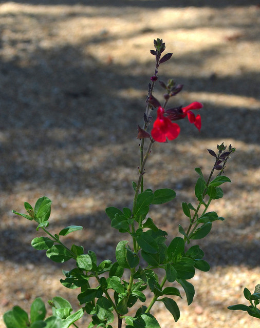 Great Design Plant Autumn Sage Brings Color And Butterflies