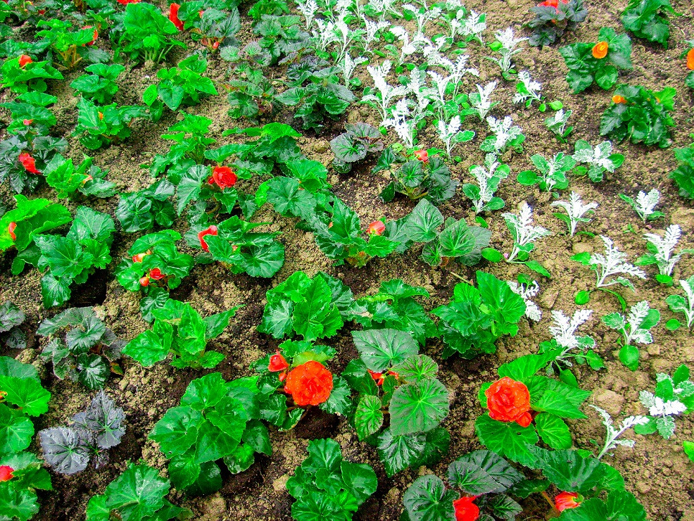 Создание клумб и цветников