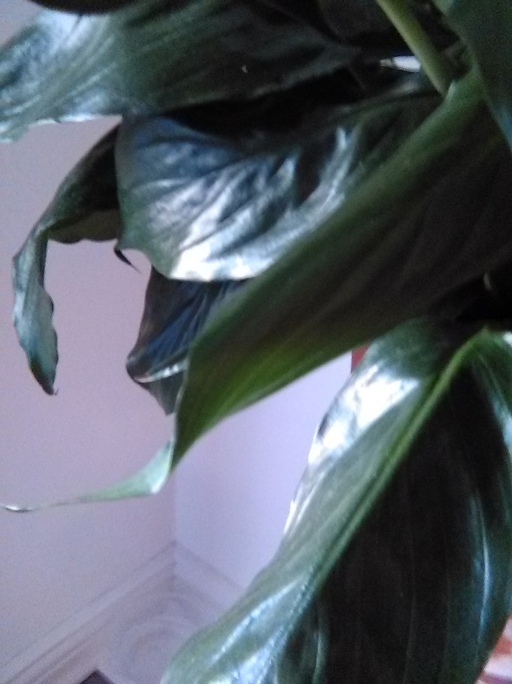 Peace Lily curling?