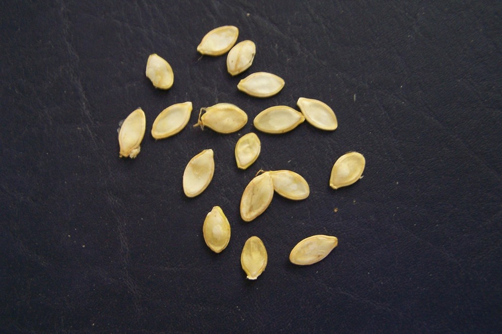 zucchini seeds shriveling
