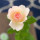 Last commented by Rose Fan