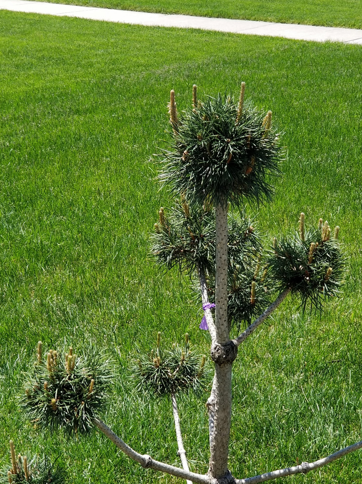 Advise on Pruning pine tree (scotch pine topiary)