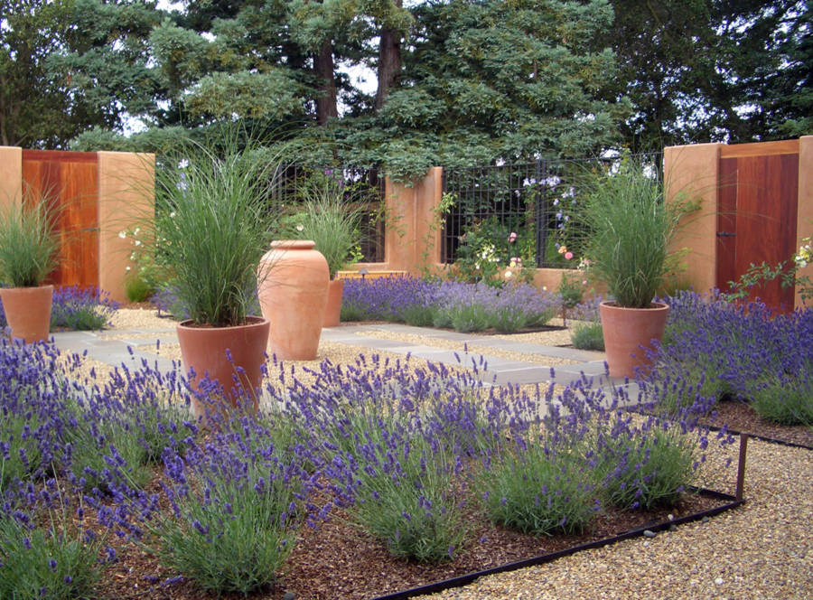 How to Grow Lavender | Houzz