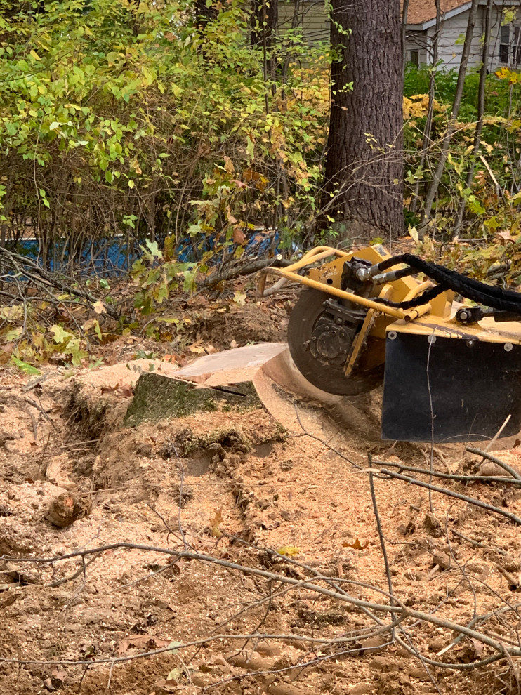 Tree Removal