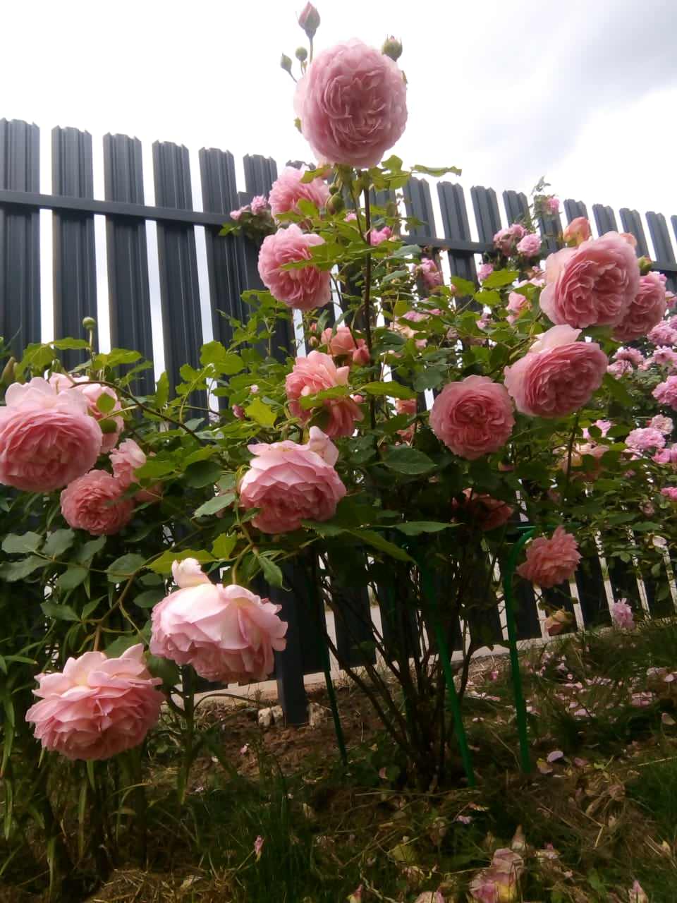 Установка забора из металлического штакетника.