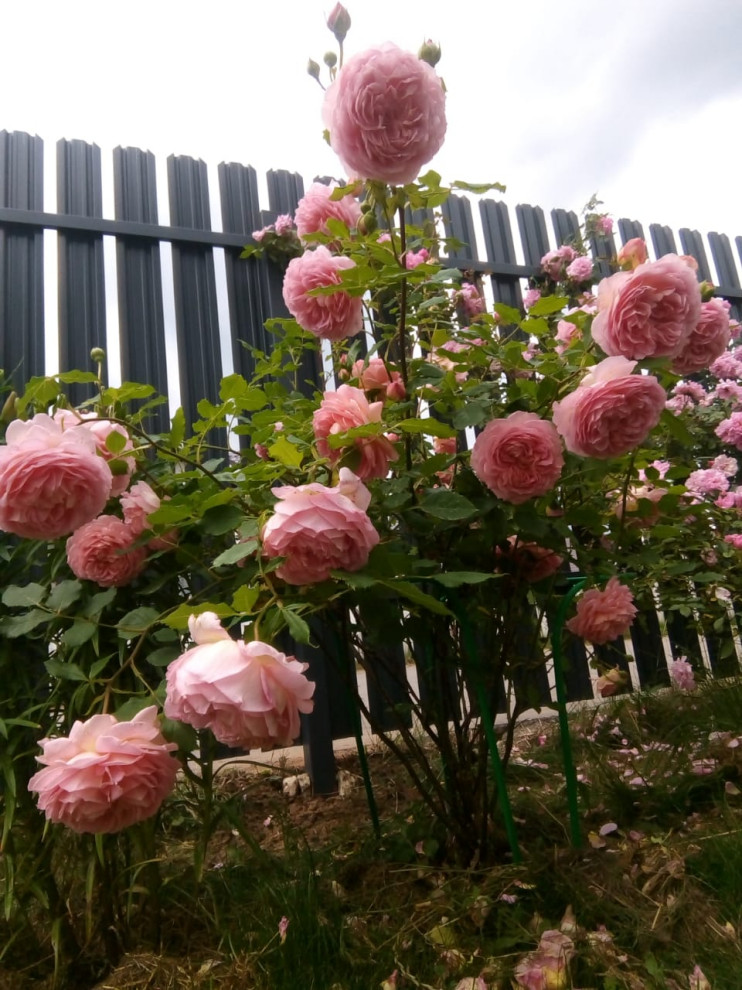 Установка забора из металлического штакетника.