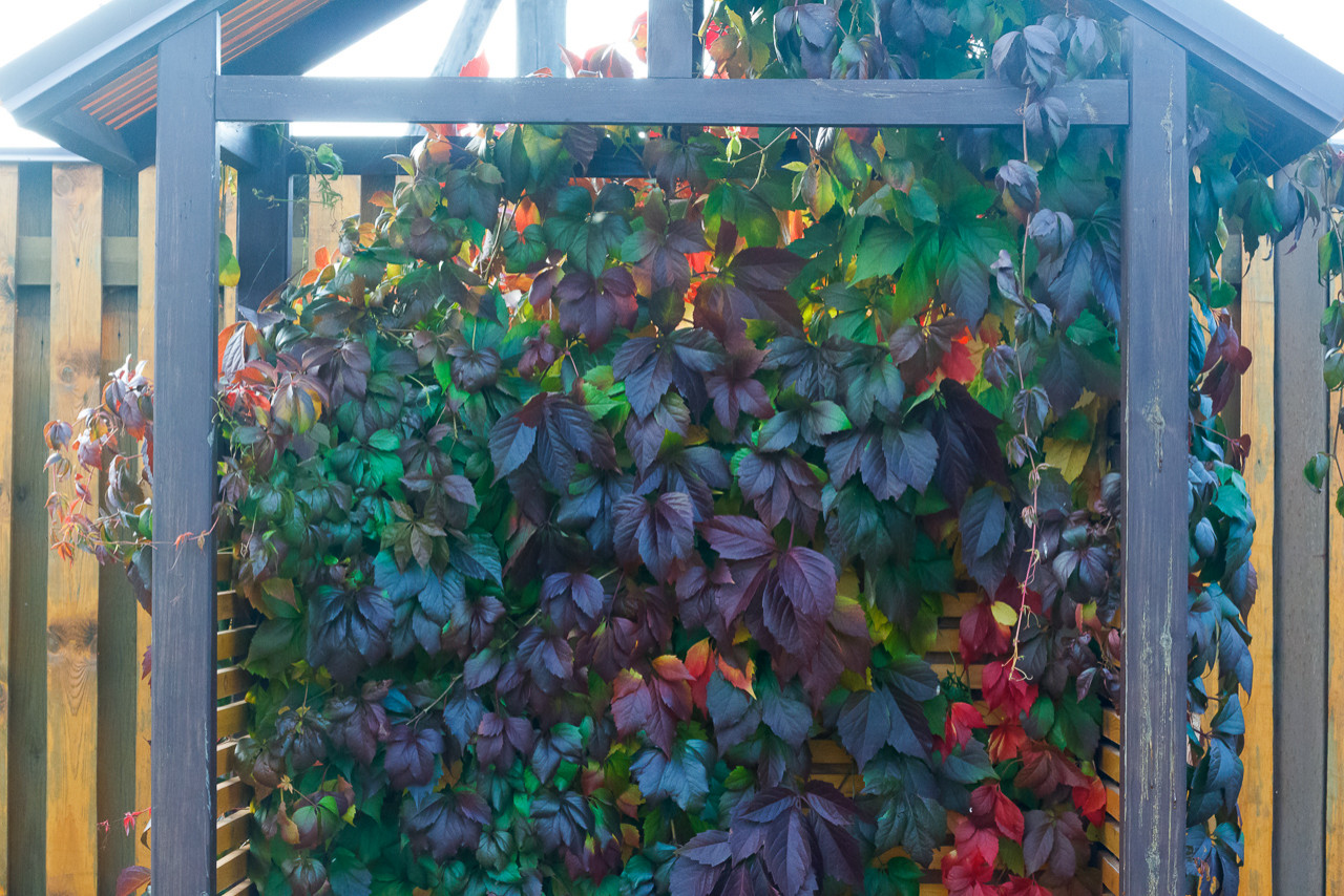 Минимализм в саду