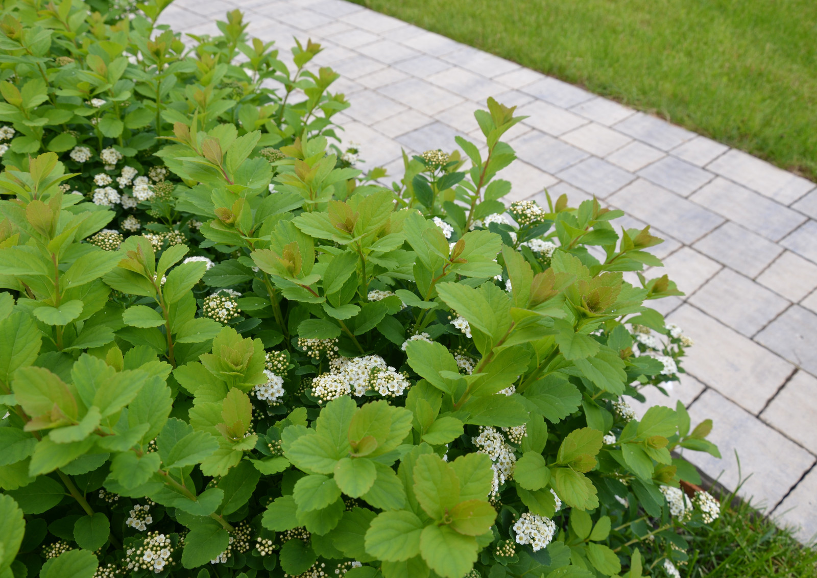 Вспоминая Нормандию КП Визендорф