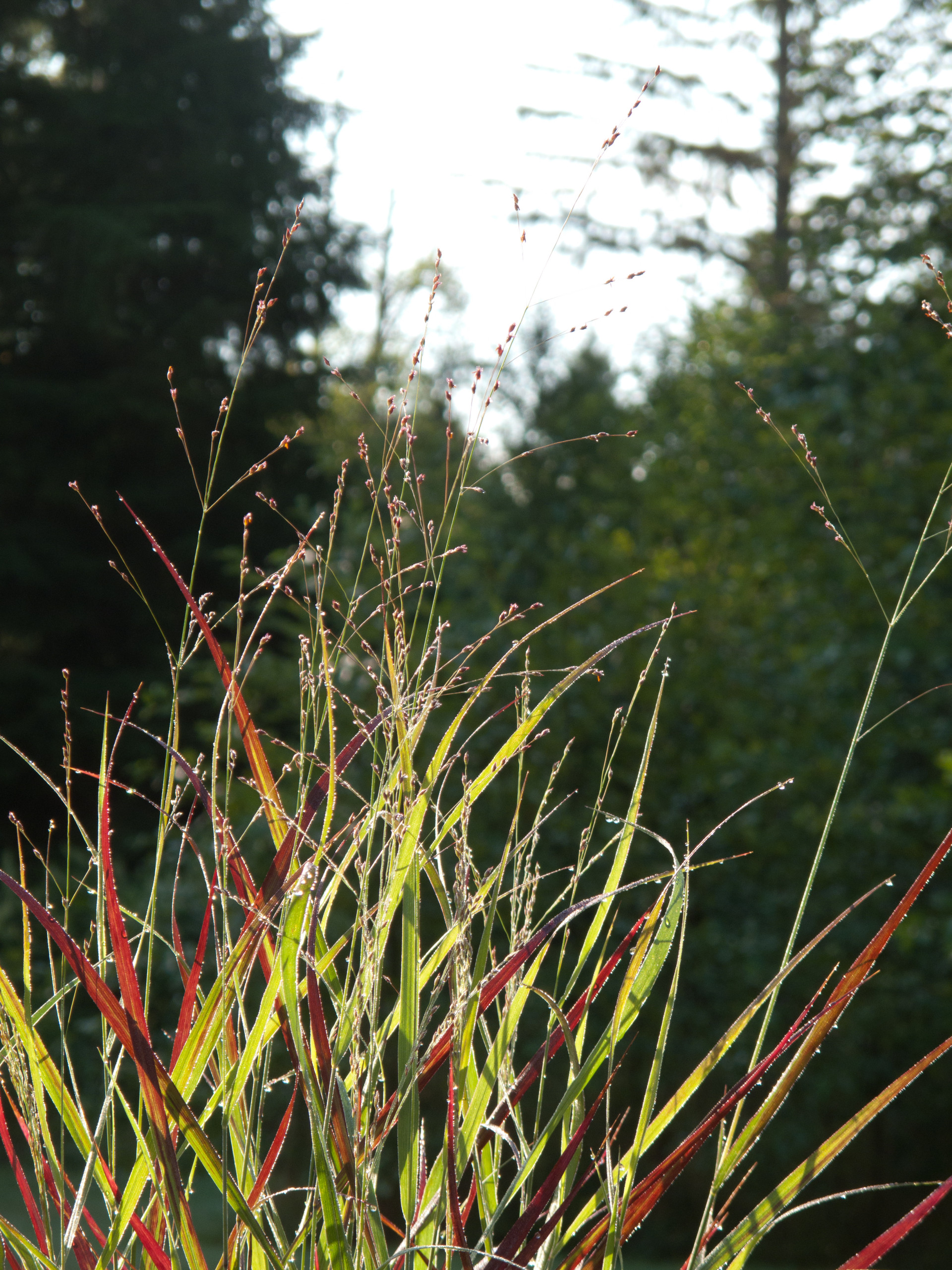 Great Design Plant: 'Shenandoah' Switchgrass