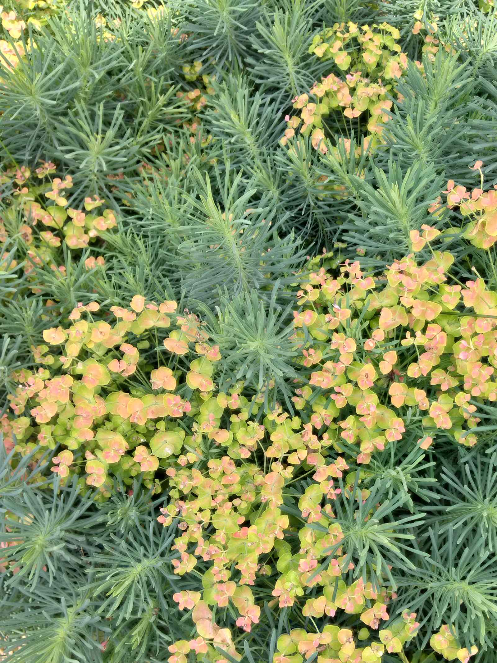 Вдохновители