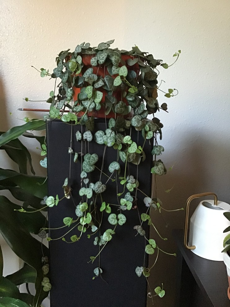 String of Hearts Leaves light in color