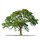 Scinto Tree Care LLC