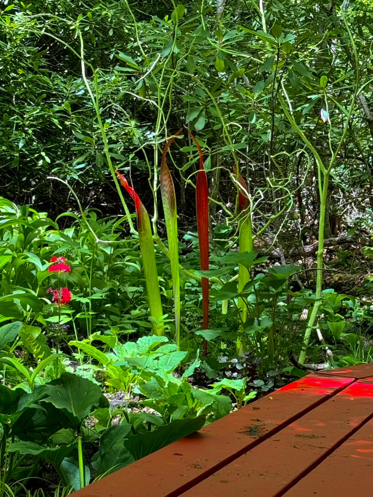 Red boardwalk/bog garden