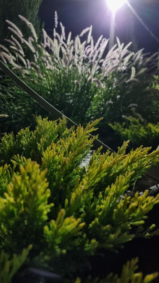 Реализация проекта Сад Реки