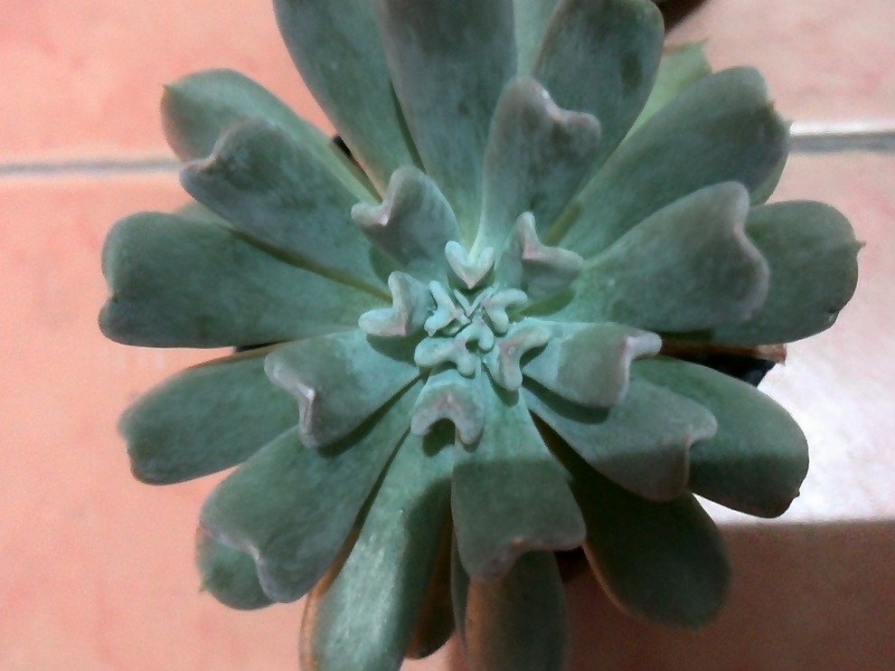 Identify succulents