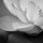 Last commented by Laureen Greeley