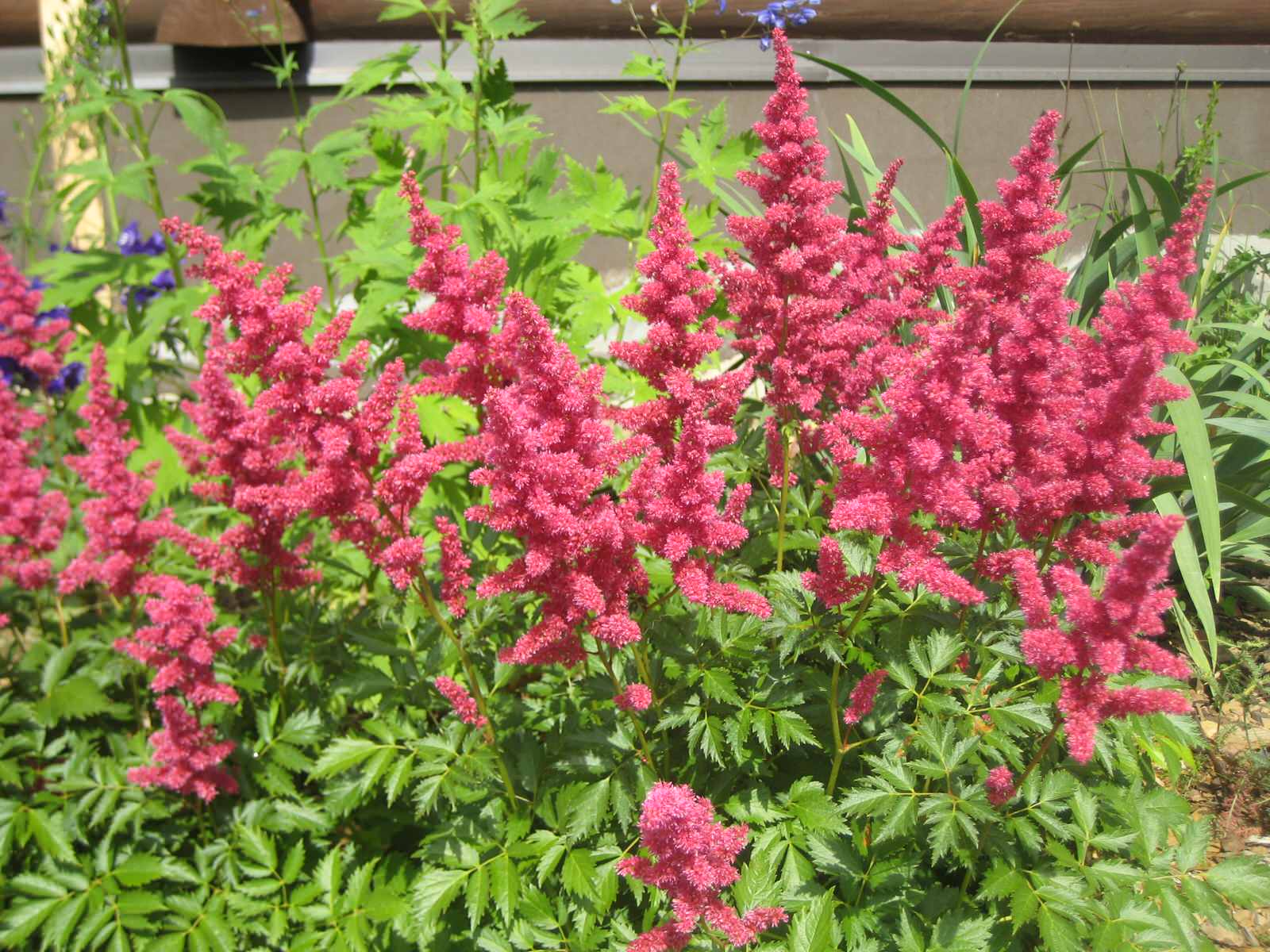 озеленение