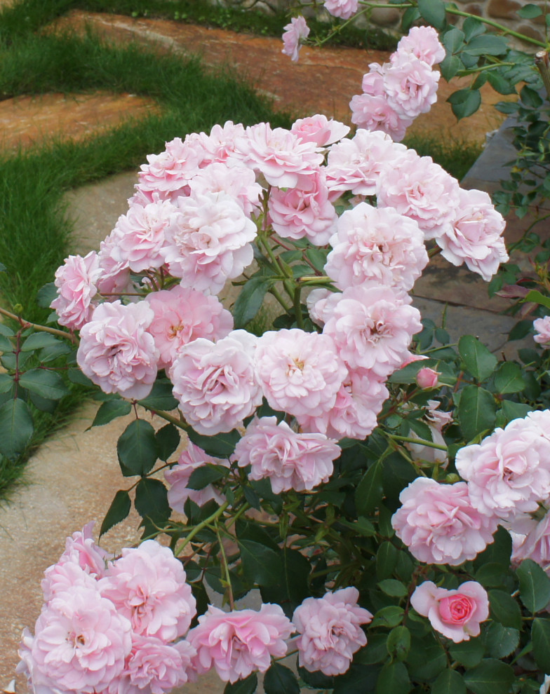 Цветники и композиции крупным планом