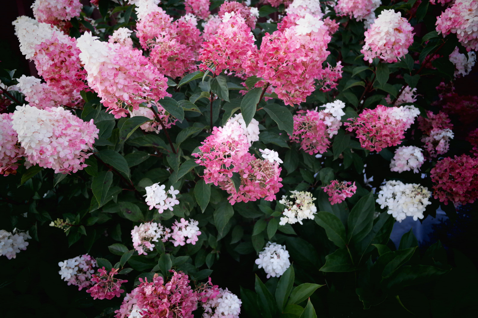 Проект благоустройства и озеленения территории в Подмосковье