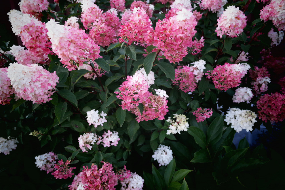 Проект благоустройства и озеленения территории в Подмосковье