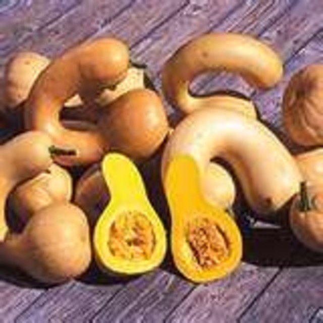 HAVE Pennsylvania Dutch Crookneck Squash Heirloom