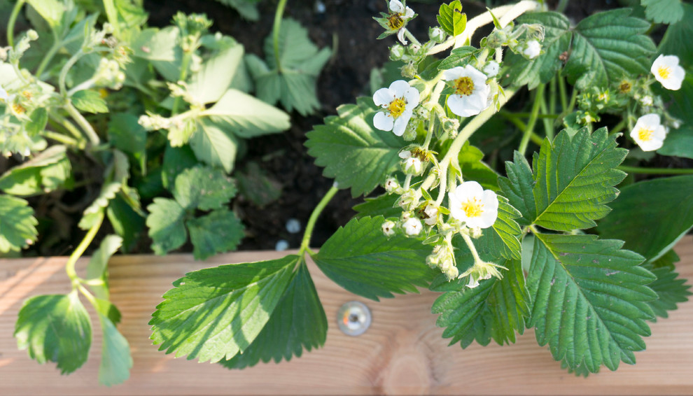 Грядки из лиственницы