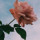 madison_cardwell