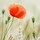 anna_sokolova50