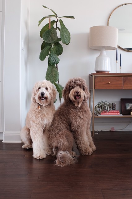 Pet s Place Lessons Learned by Labradoodle Owners