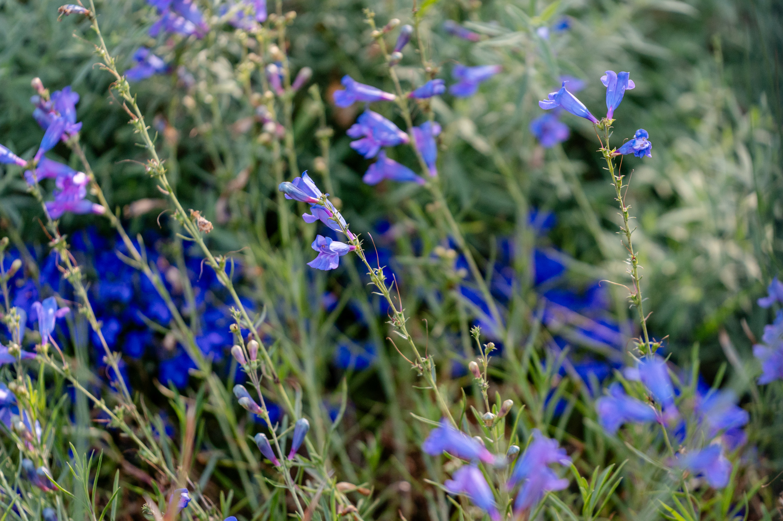Creekside Restoration: Close-Up of Blooming Native Flowers