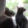 teresa_verges