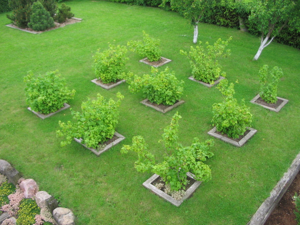Photo of a contemporary backyard full sun garden in Other.