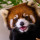christopher_panda88