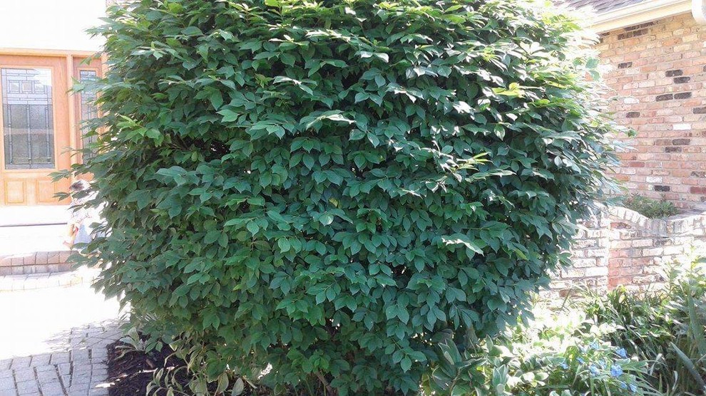 Check Shrubs Please help id shrubs and tree